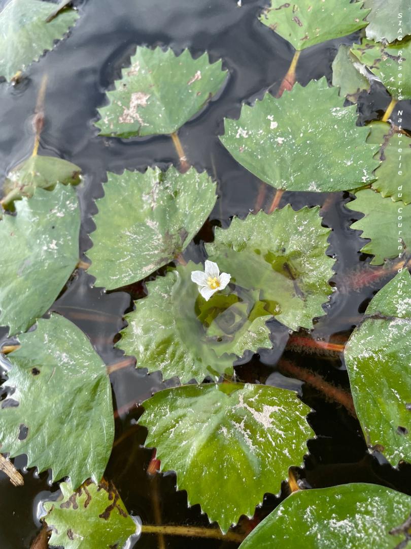 fleur chataigne d'eauRN.jpg