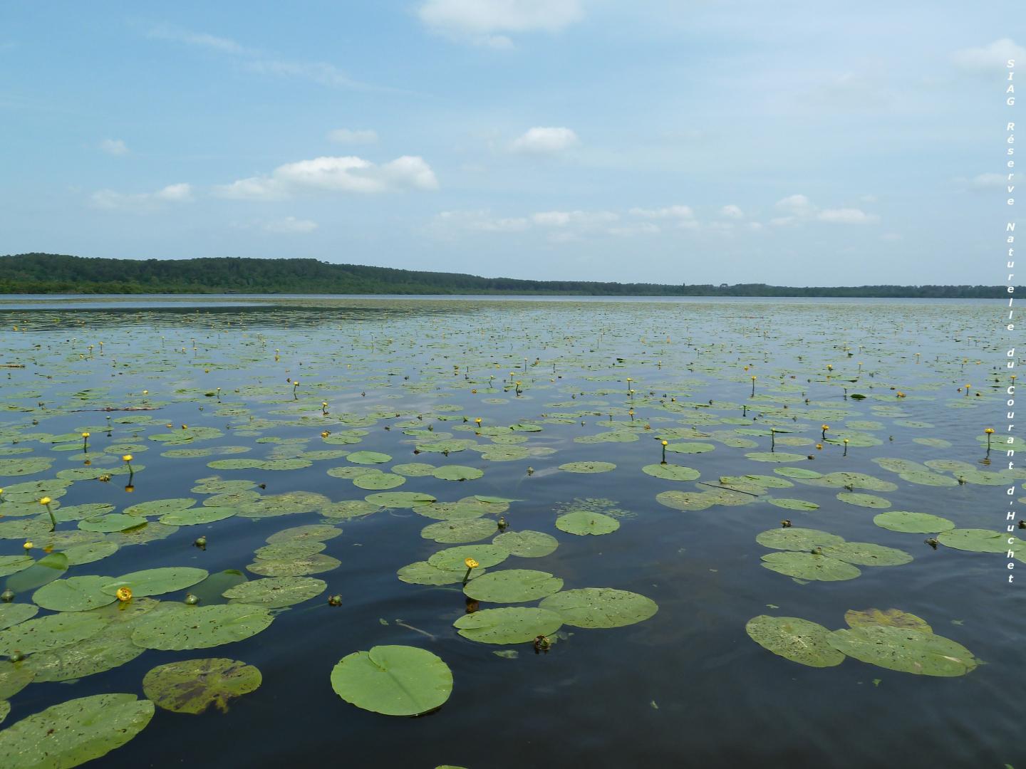 nenuphar jaune ouest lacRN.JPG